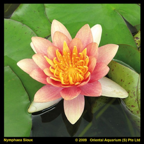 Nymphaea - Aurora